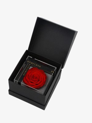 Preserved Flower Craft